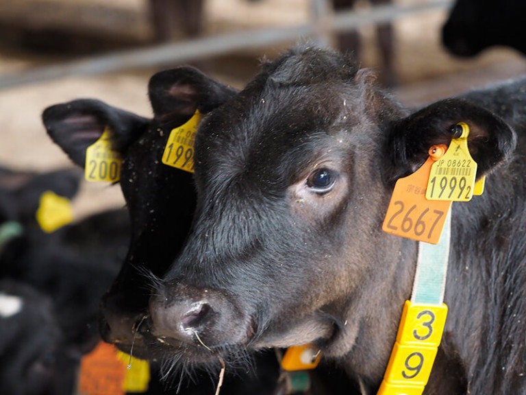 壮大な自然が育んだ美味にして極上の牛肉の話。 どっこいしょニッポン