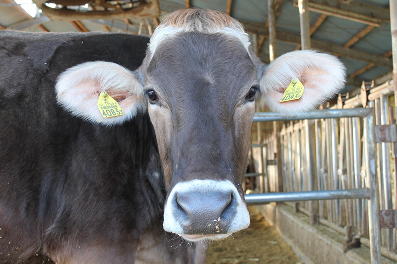 牛がのびのび放し飼い 宇畑牧場がフリーバーン牛舎を採用する理由とは どっこいしょニッポン