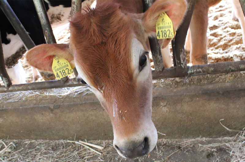 牛がのびのび放し飼い 宇畑牧場がフリーバーン牛舎を採用する理由とは どっこいしょニッポン