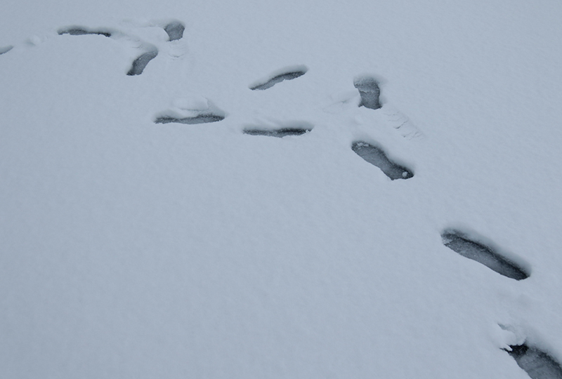 雪に残っている足跡
