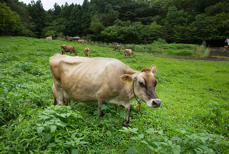 森の中で牛が草を食む そんな風景を間近で見られる牧場がありました どっこいしょニッポン