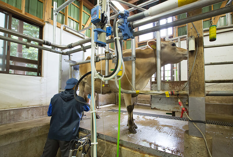 ジャージー牛へのこだわりから生まれた乳製品が大人気 どっこいしょニッポン