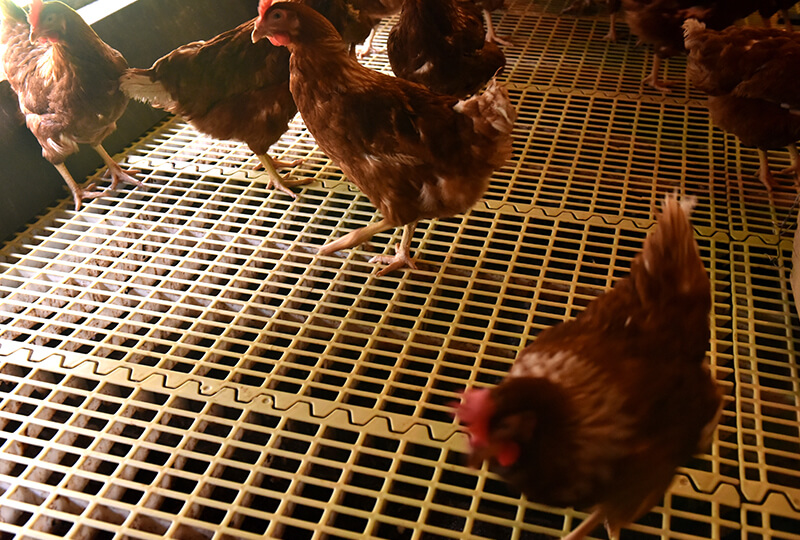 倉持産業の養鶏場にいる鶏