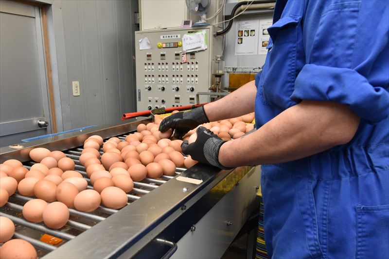 倉持産業の鶏舎から運ばれてきた卵