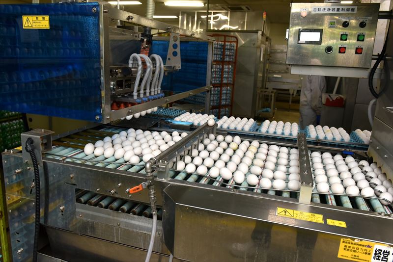倉持産業の工場で並べられた卵