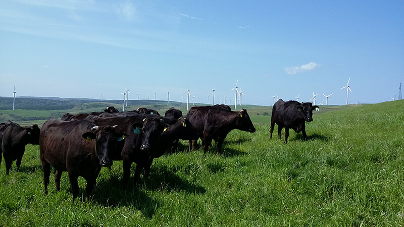 宗谷岬牧場の牛達