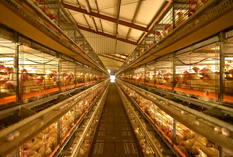 倉持産業の鶏舎