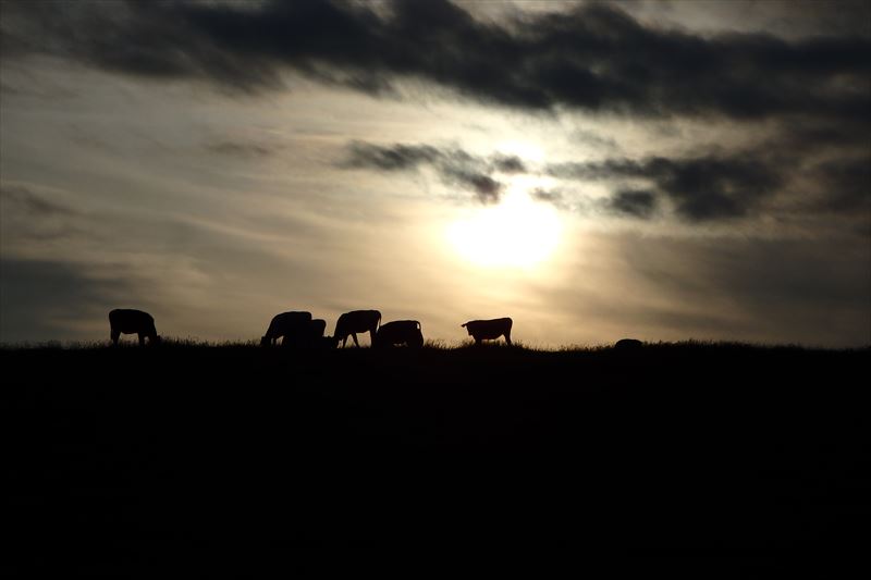 夕日と牛