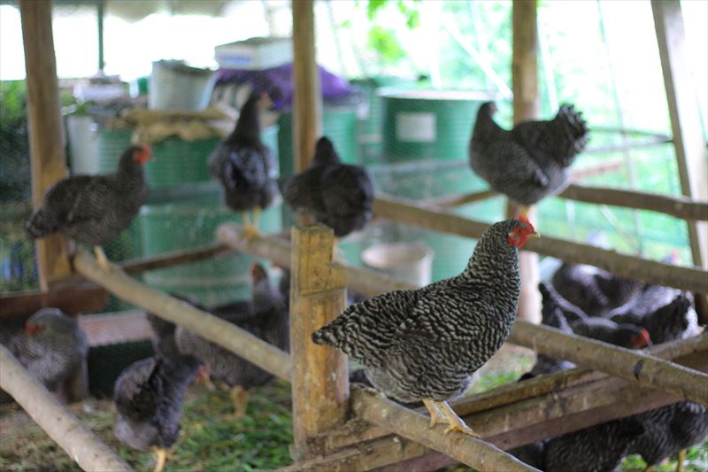 大野村農園の鶏たち