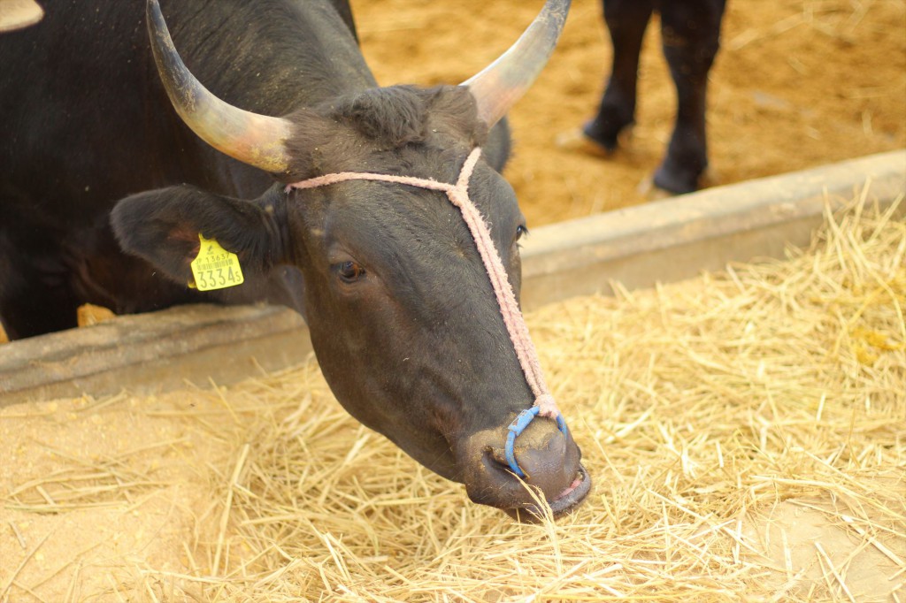 いまだからこそ伝えたい ふくしま 会津牛 銘柄への生産者のプライドとこだわり どっこいしょニッポン