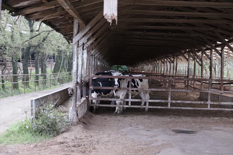 すすき牧場の牛舎