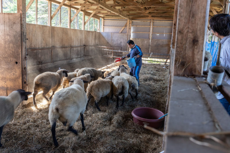 希少肉ホゲットも 絶滅危機だった 南部羊 を未経験の移住者がノリで救った話 どっこいしょニッポン