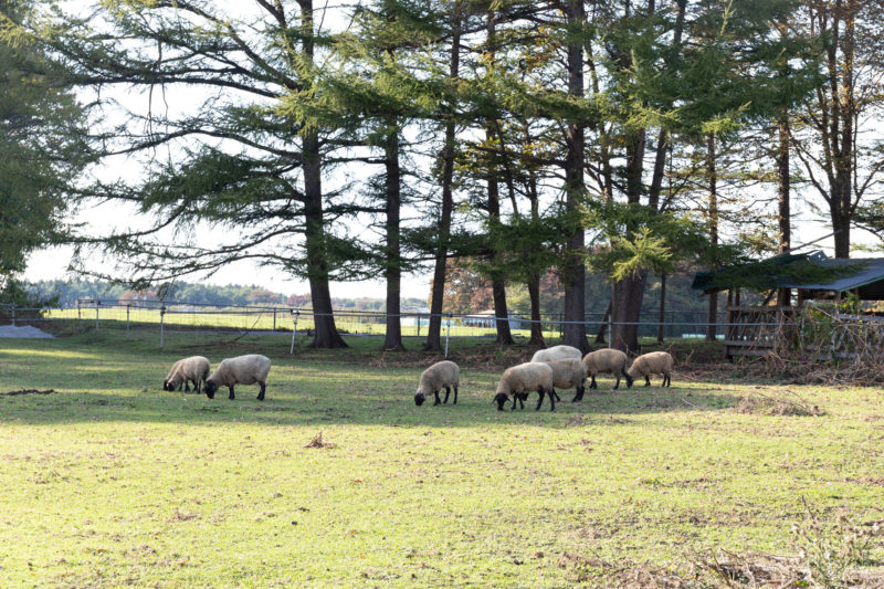 希少肉ホゲットも 絶滅危機だった 南部羊 を未経験の移住者がノリで救った話 どっこいしょニッポン