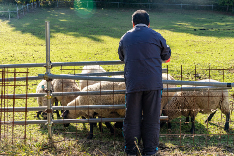 希少肉ホゲットも 絶滅危機だった 南部羊 を未経験の移住者がノリで救った話 どっこいしょニッポン