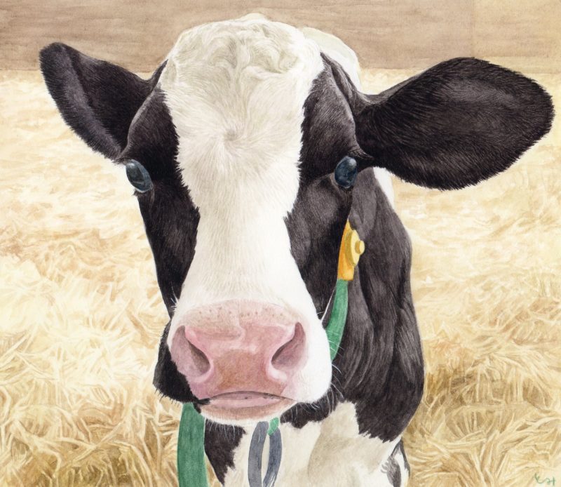 牛と生き 牛だけを描く 木版画アーティスト。【前編】 | どっこいしょ ...