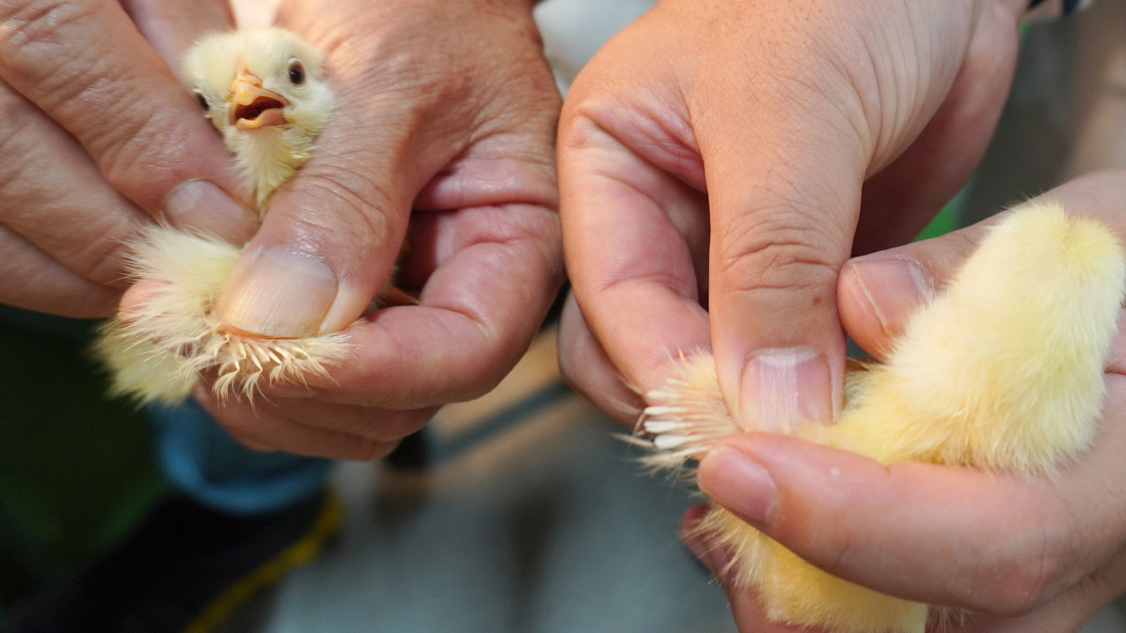 九州一大規模な養鶏企業の、圧倒的なひよこの孵卵場に潜入！【後編】 | どっこいしょニッポン